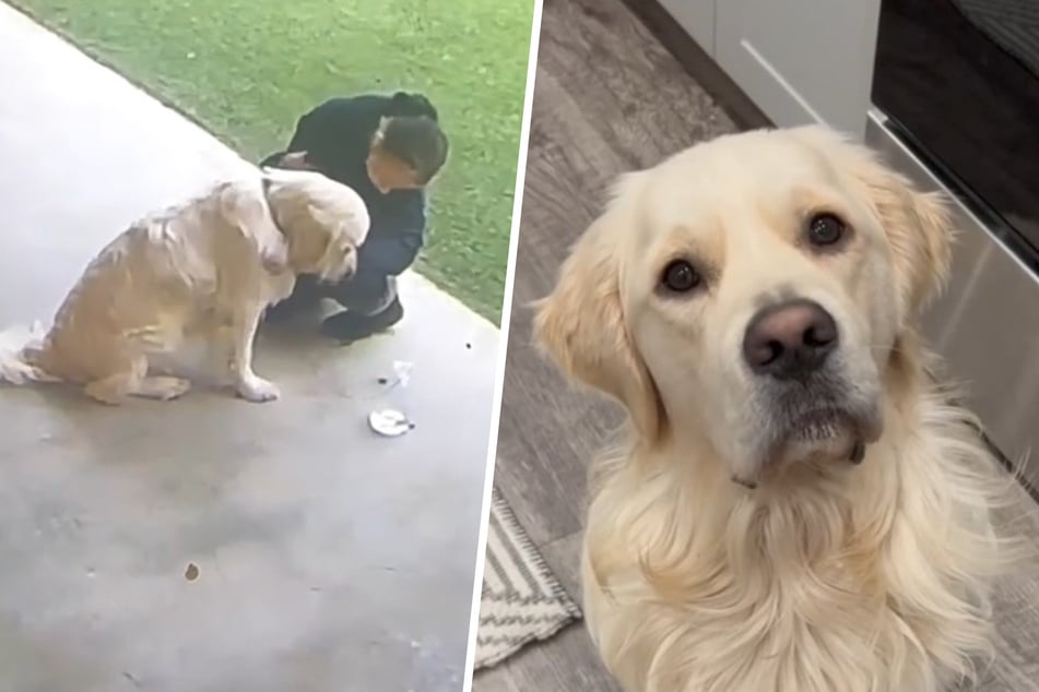 Golden retriever Lincoln looked super sad when he was the last dog left at his dog daycare center.