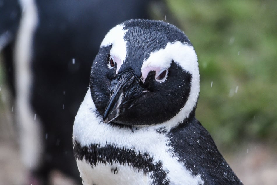 In der südafrikanischen Touristenmetropole Kapstadt sind 64 Pinguine wohl von einem Bienenschwarm getötet worden.