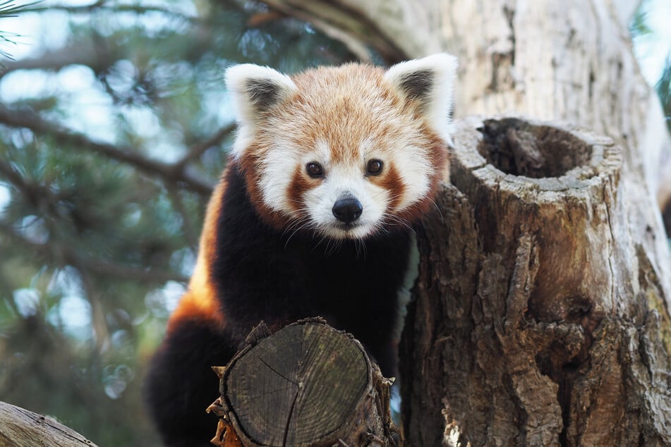 Neben dem Bühnenprogramm stehen die Tiere im Fokus des Familienwochenendes, wie beispielsweise die Roten Pandas.