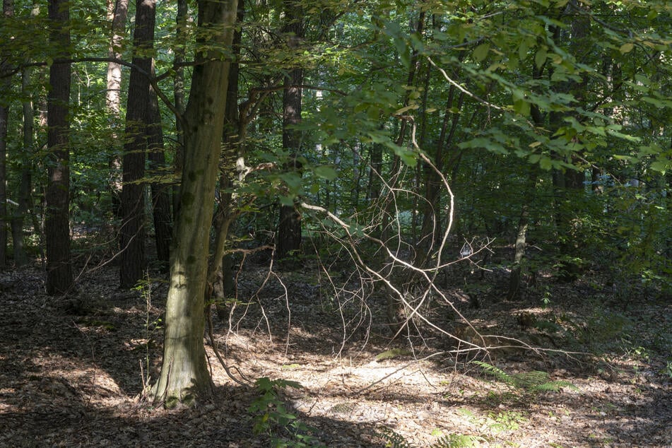 Lage spitzt sich zu: Brennen in Thüringen bald die Wälder?