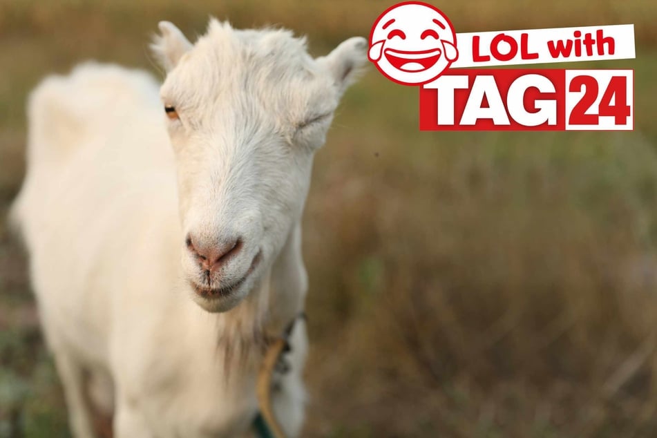 Joke of the Night for February 5, 2026: A GOAT joke