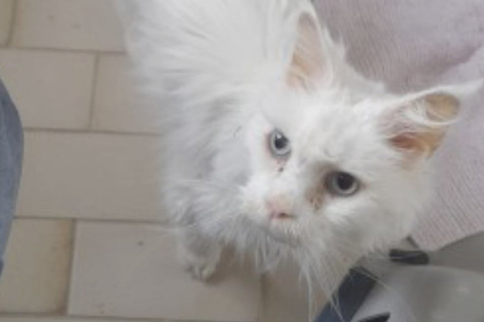Kater Whitefang hatte bislang kein leichtes Leben. Dem Tod ist er vor Kurzem von der Schippe gesprungen.