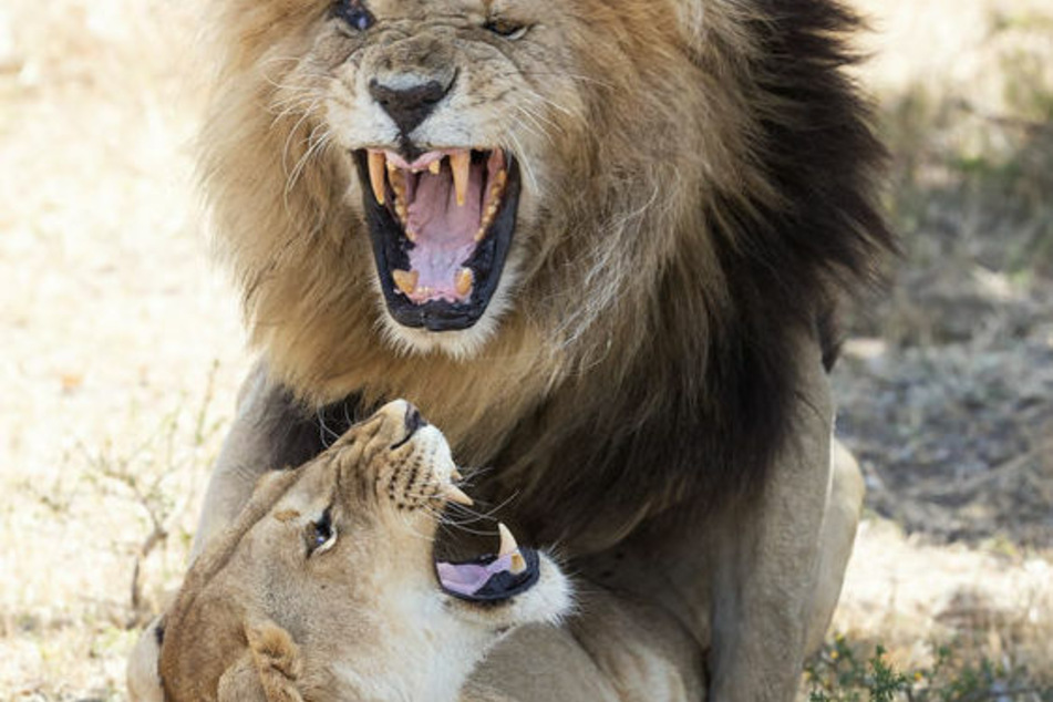Afrikanische Löwen beim Sex: Alle 30 Minuten über mehrere Tage paaren sich diese Tiere.