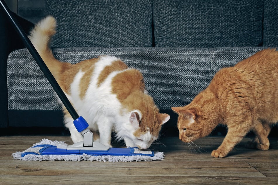 Wer Katzen hält, sollte Böden mindestens einmal pro Woche wischen.