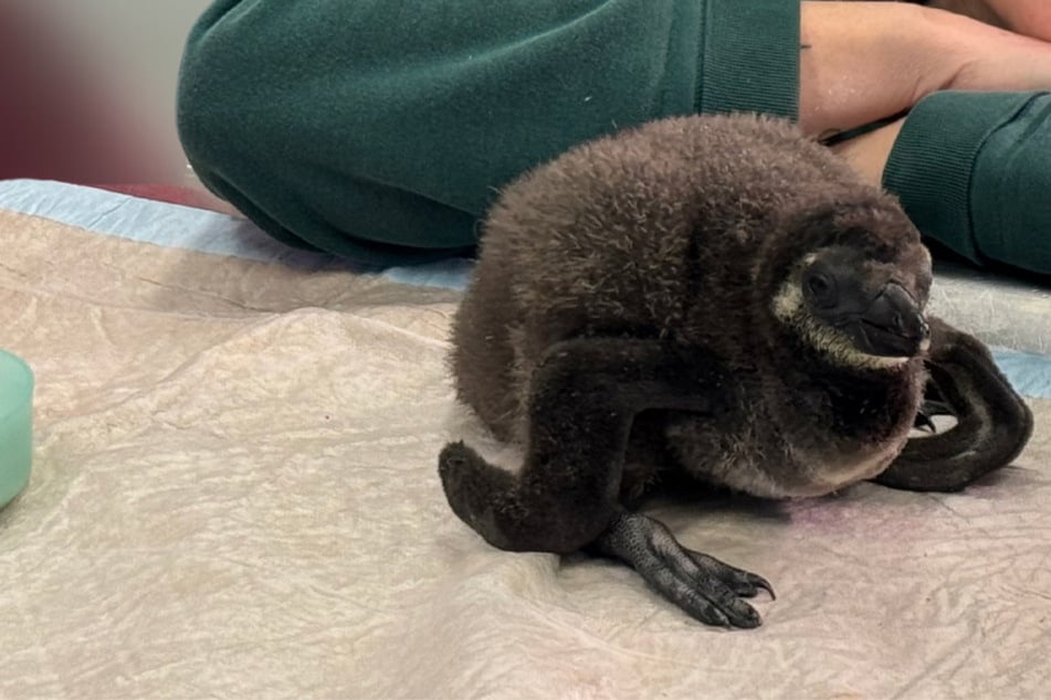 Nach holprigem Start: Zoo Magdeburg freut sich über besonderen Nachwuchs