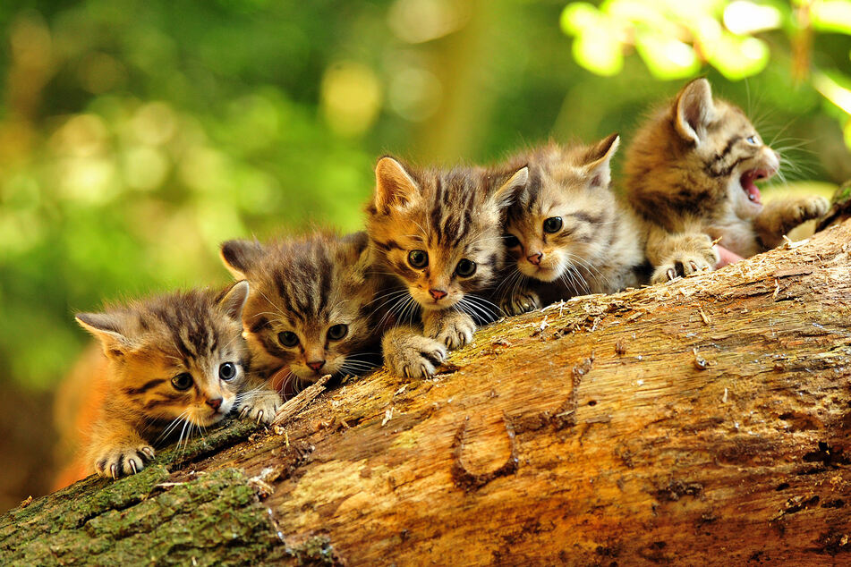 Fünf Wildkatzenjunge sitzen auf einem Baum im Wildpark Eekholt. Die noch namenlosen Jungtiere haben bereits Anfang Juni 2022 das Licht der Welt erblickt.
