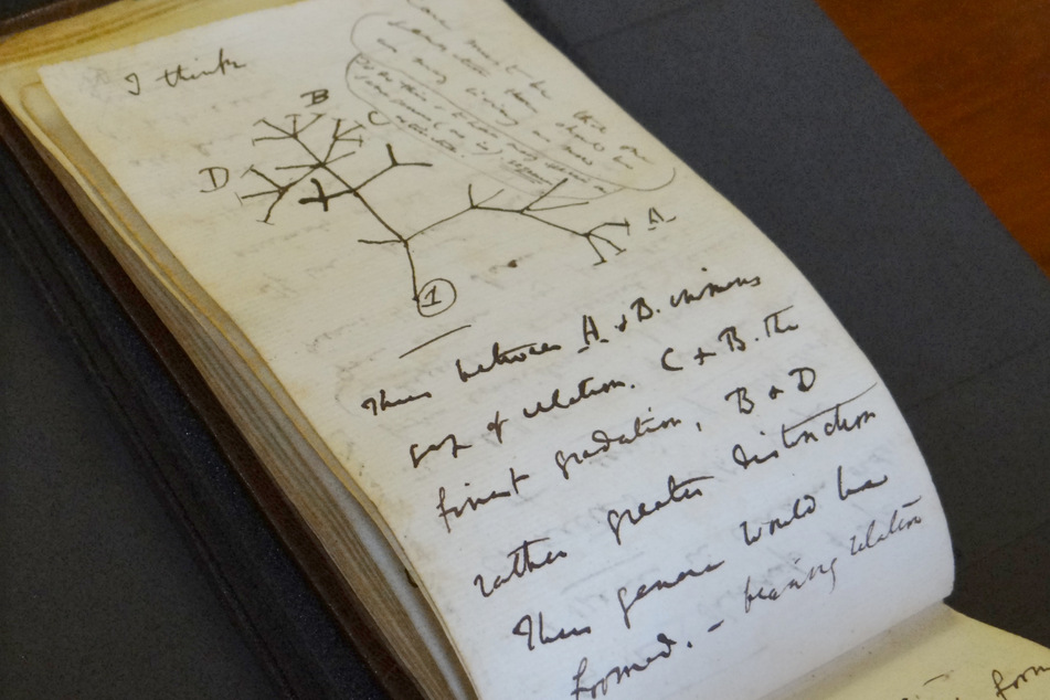 Eine Skizze des berühmten Lebensbaums vom Evolutionsforscher Ch. Darwin aus dem Jahr 1837.
