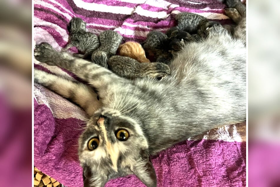 Stolze Mama von gleich neun (!) Kitten: Tierheim-Katze Liori hat am Montag Großes vollbracht.