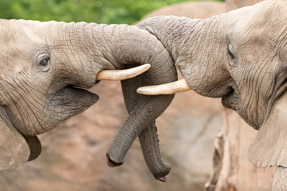 Streit mit Bruder: Elefantenbulle Moyo verlässt Zoo Magdeburg