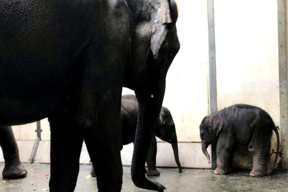 Aufregende Stunden spielten sich am Wochenende auf der Elefantenanlage im Leipziger Zoo ab. Das neugeborene Baby wollte zunächst nicht trinken. Die Tierpfleger ordneten daraufhin Vollbeobachtung an.