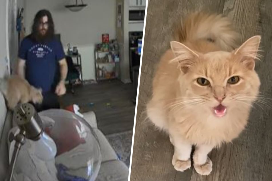 Cat owner gets heartwarming surprise after installing security camera