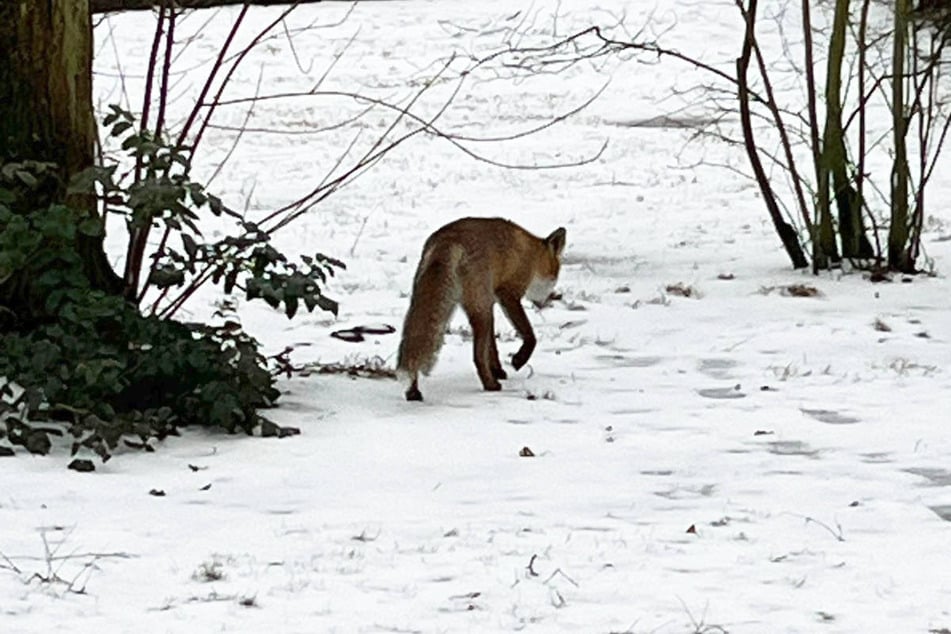 In dem betroffenen Gebiet sind immer wieder Füchse anzutreffen. (Archivfoto)