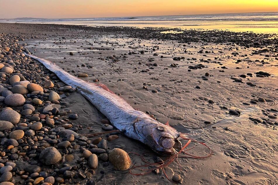 A rare and almost mythical creature from the deep sea has washed up on a California beach in the form of an oarfish measuring more than 9 feet long!