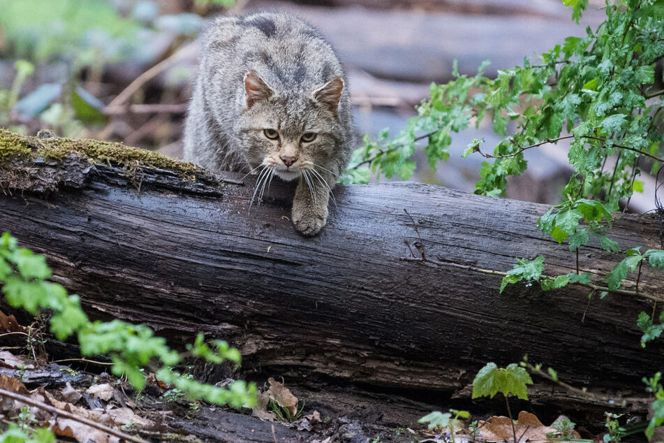 Eine Wildkatze läuft im Wildparadies Tripsdrill (Baden-Württemberg) über einen Stamm.