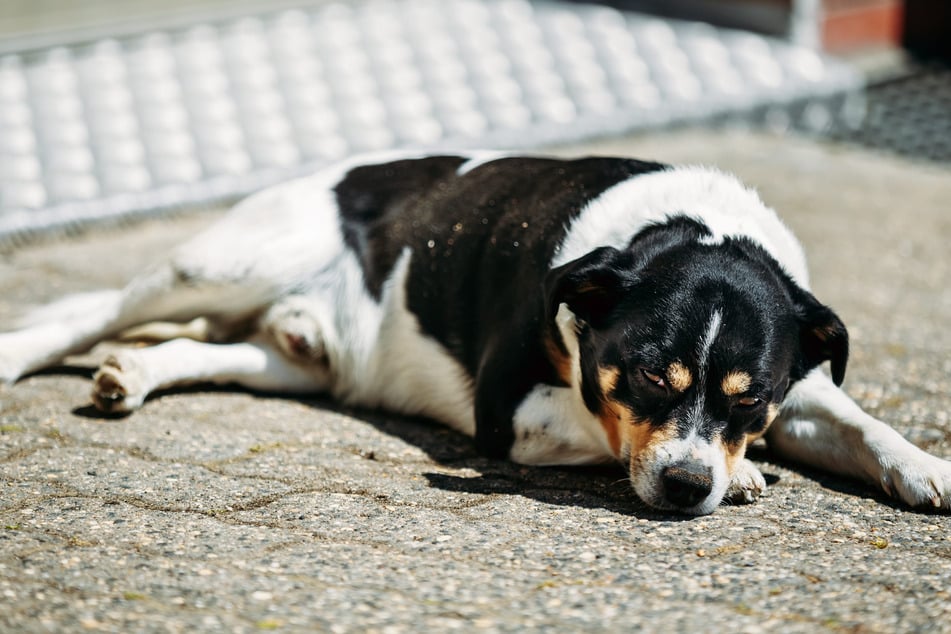 Bienenstiche bei Hunden: Tierärztin gibt Erste-Hilfe-Tipps und erklärt, wann es gefährlich wird