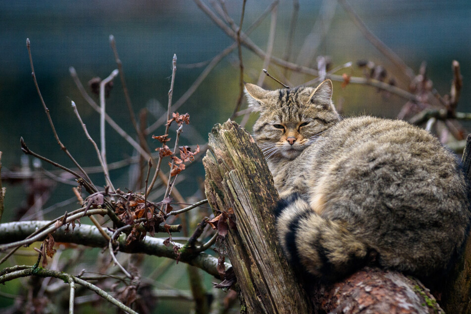 Fast überall ausgestorben: Hier erobern Wildkatzen ihren Lebensraum zurück
