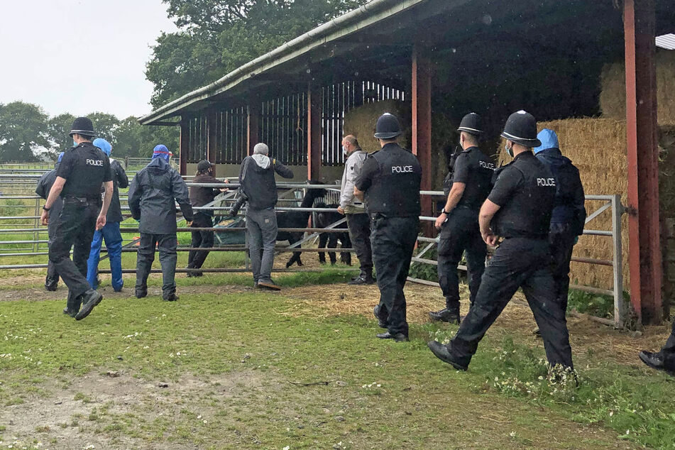 Alpaka Geronimos letzte Minuten auf der Shepherds Close Farm. Wenig später wurde das Tier an einen unbekannten Ort gebracht und dort getötet.