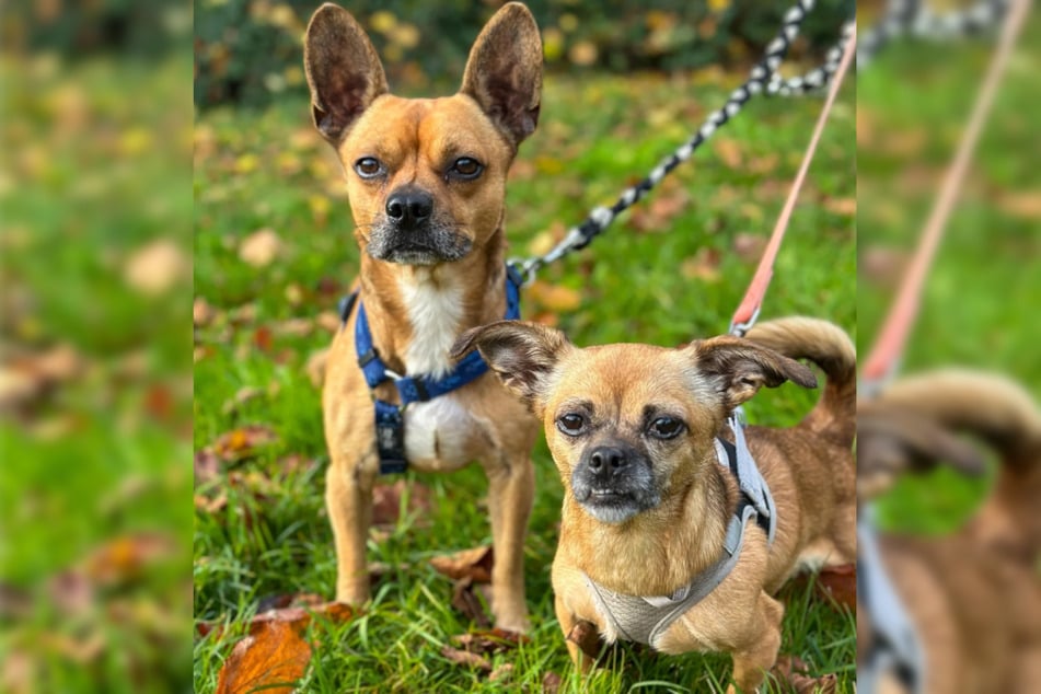 Escobar (po lewej) i Nare nie mogą być bez siebie.