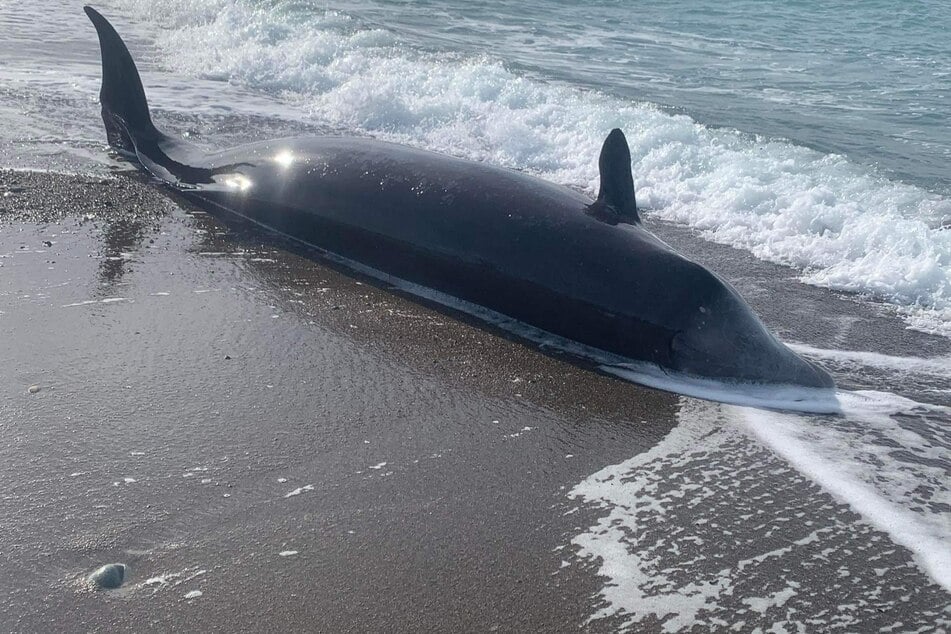 Mindestens acht tote Wale an Zyperns Küste angeschwemmt
