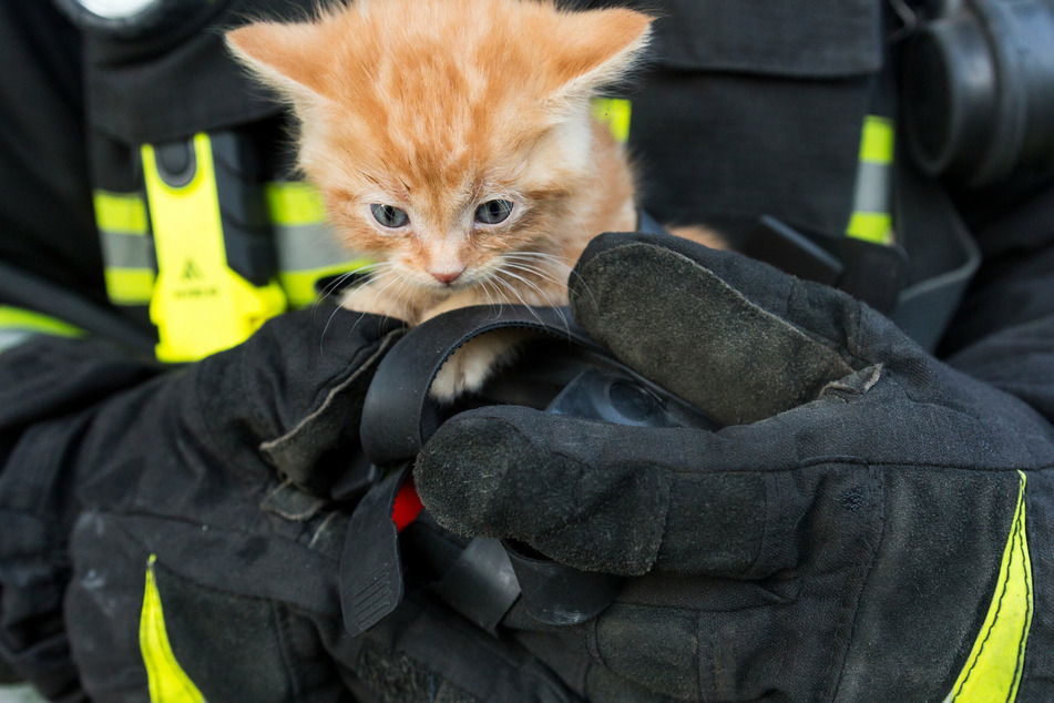 Im Notfall kann man die Feuerwehr alarmieren, um die Katze aus dem gekippten Fenster zu befreien (Symbolbild).