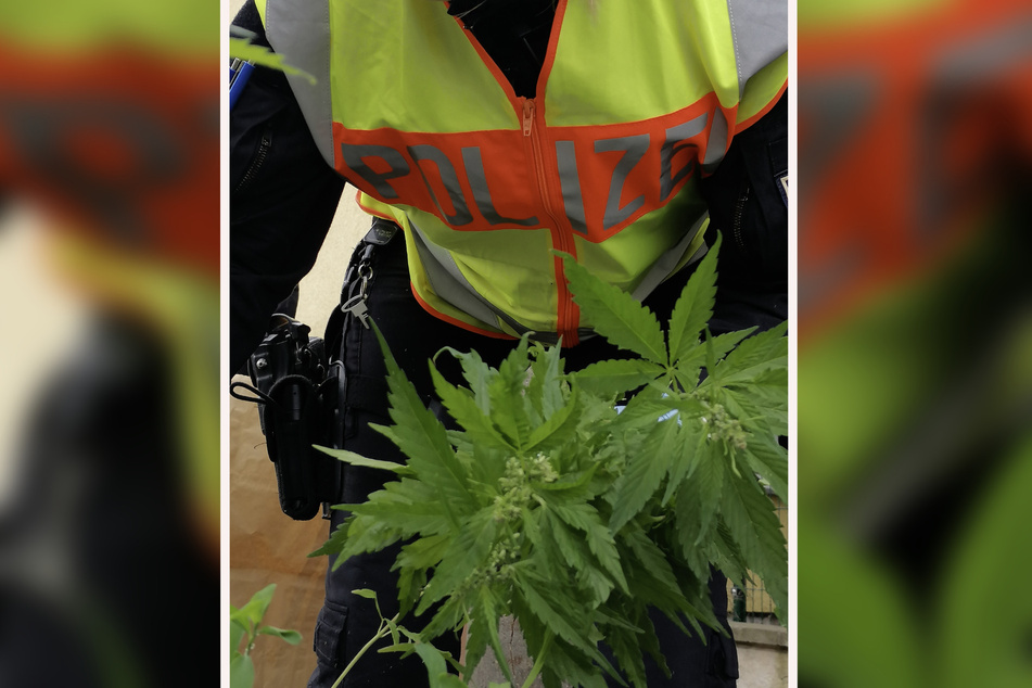 Kurioser Fund in Thüringens Landeshauptstadt! An einer Straße stießen die Beamten auf Dutzende Cannabis-Pflanzen.