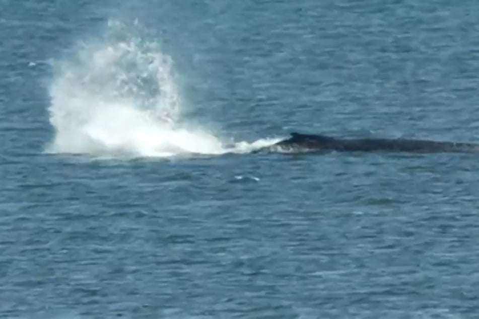 Ein letztes Aufbäumen? Gestrandeter Buckelwal bewegt sich mehrere Meter