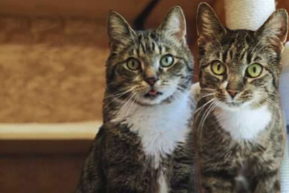 Kiba und Mali vertrugen sich nicht mit den neuen Katzen ihres Besitzers: Nun suchen sie eine neue Chance