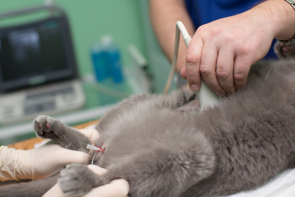 Bei der Untersuchung kam heraus, dass die Kugel in der Wirbelsäule der Katze steckt und nicht operiert werden kann. (Symbolfoto)