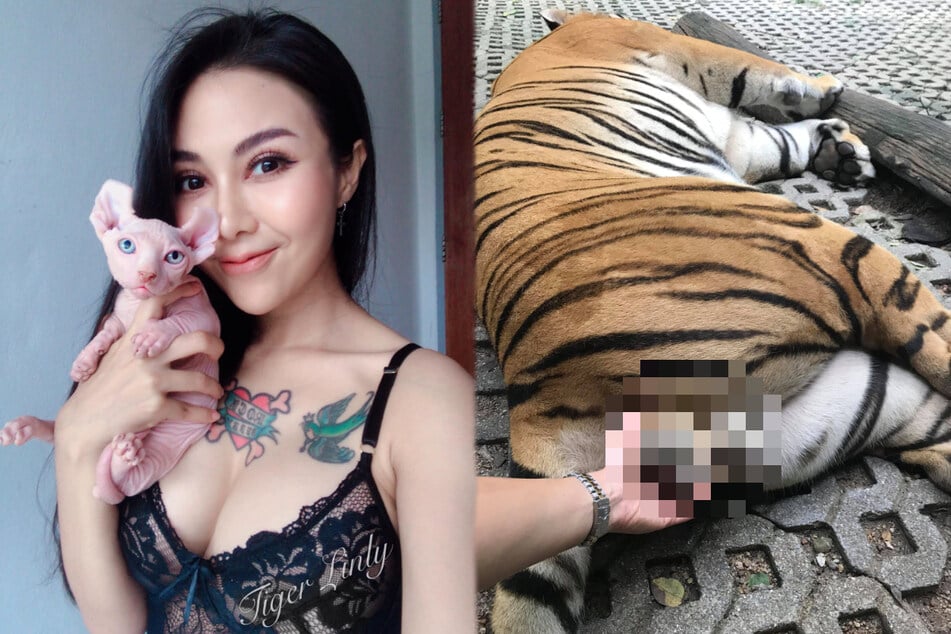 Model grapscht Tigern an Hoden: Mit Folgen hat sie nicht gerechnet