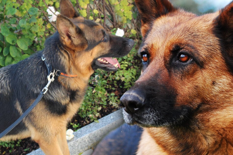 Ausgesetzt? Bildhübscher Schäferhund Fonsi landet im Tierheim: Wie geht es weiter?