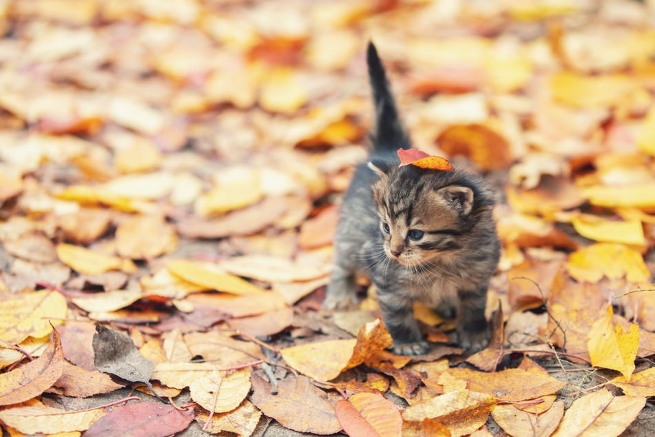 Herbstkatzen sind nicht so gesund wie Maikatzen - Fakt oder Mythos?