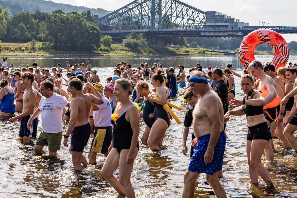 Dresden: Von Jahr zu Jahr werden es mehr: Rekordzahl an Elbeschwimmern stürzt sich in die Fluten