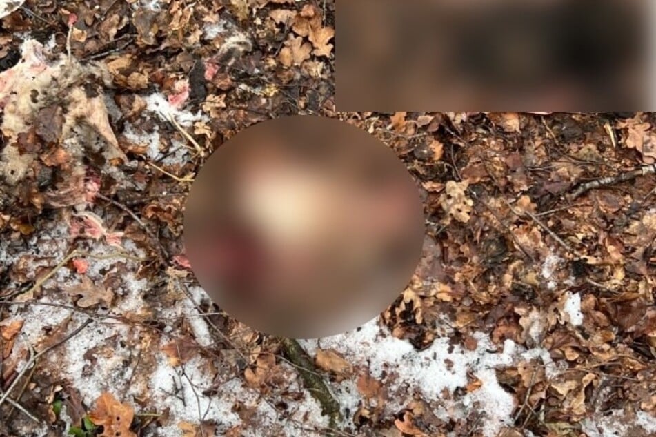 Spaziergänger entdeckt abgetrennte Schafsköpfe im Wald: Wer kann helfen?