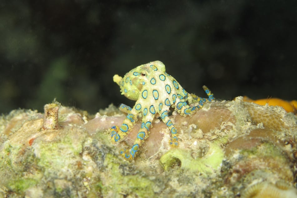 The blue-ringed octopus is incredibly beautiful, but incredibly dangerous.