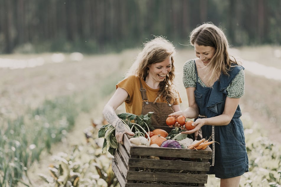 Das liebste Gemüse der Sachsen: Tomaten. (Symbolfoto)