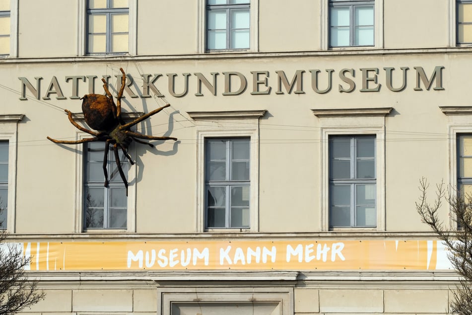 Im Naturkundemuseum könnt Ihr am Freitag ein paar Insekten auf die Hand nehmen und zudem noch so einiges über die kleinen Krabbeltiere erfahren.