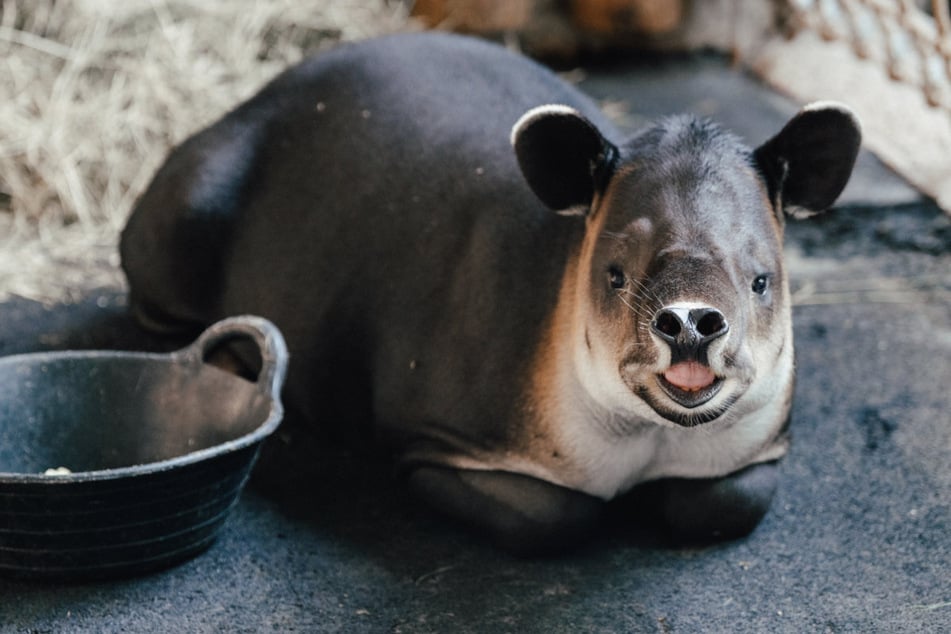 Mit dem Baird-Tapir ist eine weitere bedrohte Tierart in Hellabrunn eingezogen.