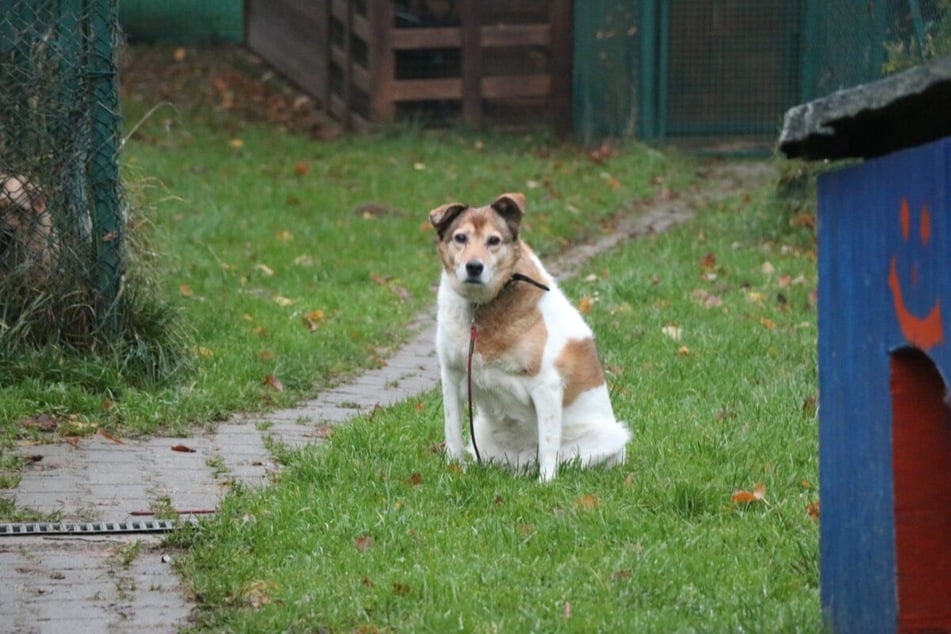 Minnie (16) sucht ein ruhiges Zuhause - fernab vom Stress des Tierheimlebens.