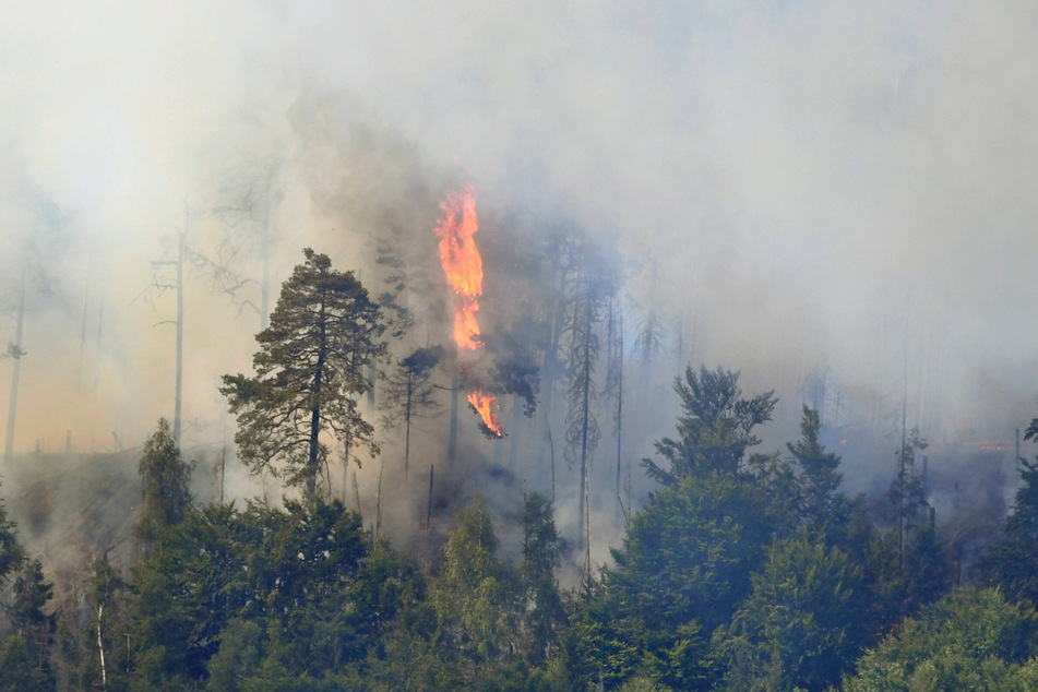 Drei Hektar schwer zugänglicher Wald standen in Flammen.