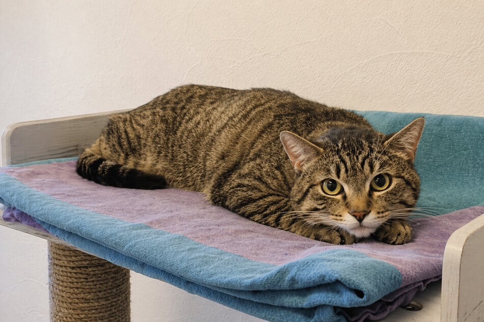 Kater Pauli hofft auf ganz besondere Menschen, die ihm viel Zeit geben.