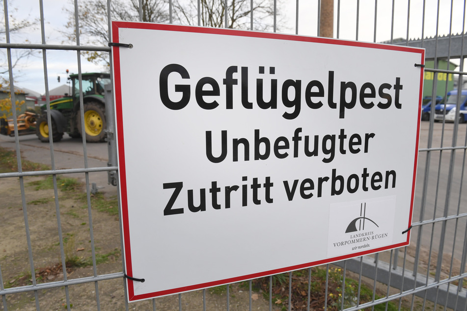 Ein Schild mit dem Schriftzug "Geflügelpest" hängt an einem Zaun eines Geflügelmastbetriebes. (Symbolbild)