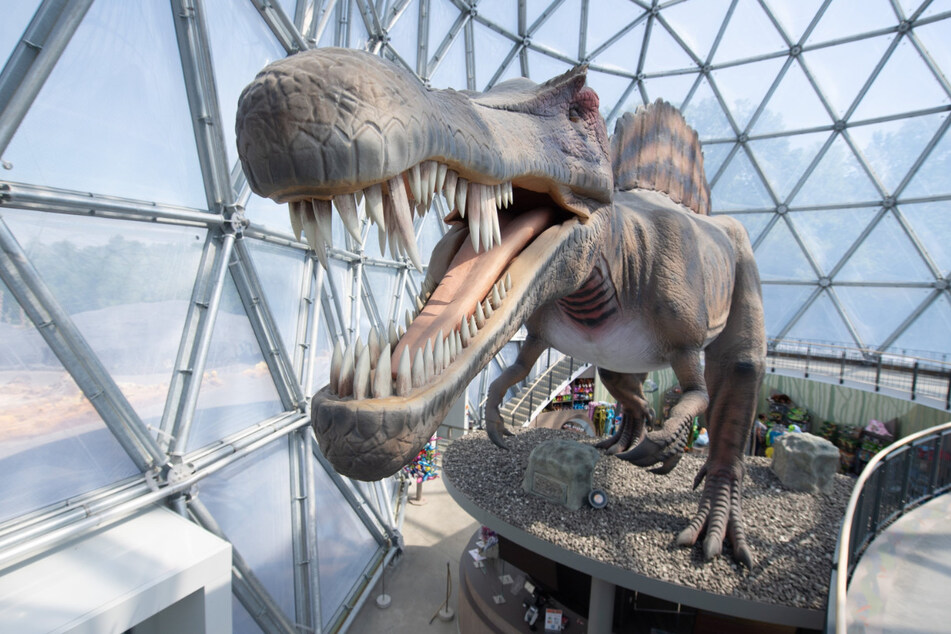 Das Modell eines Spinosaurus in Lebensgröße steht im Besucherzentrum des Saurierparks in Kleinwelka.