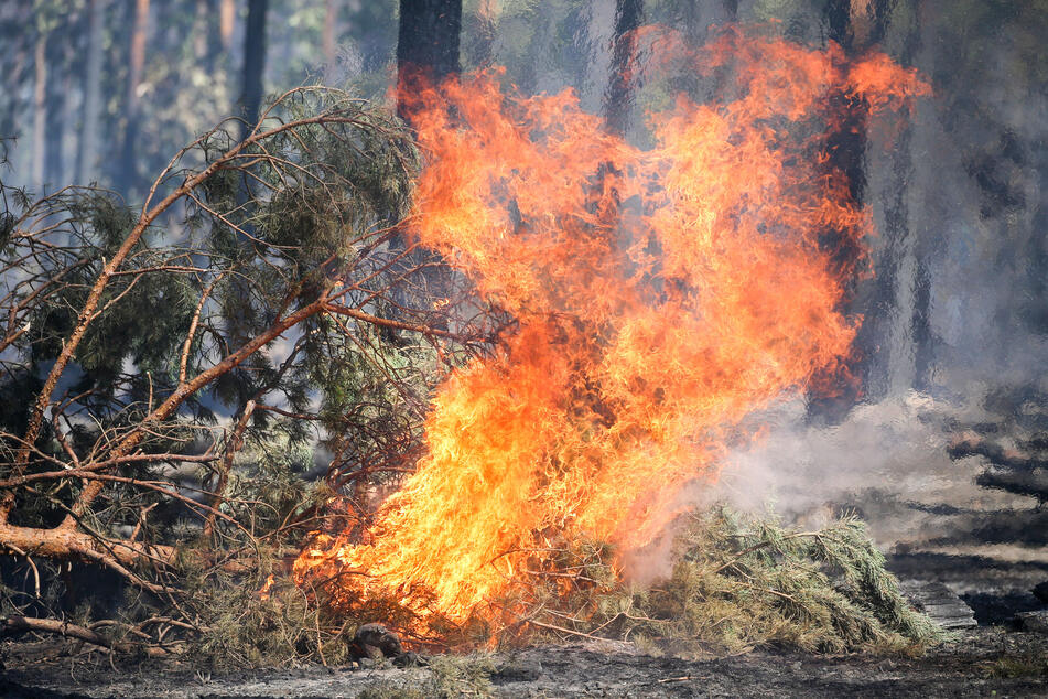 Deutlich mehr Waldbrände im ersten Halbjahr 2022 in Sachsen-Anhalt