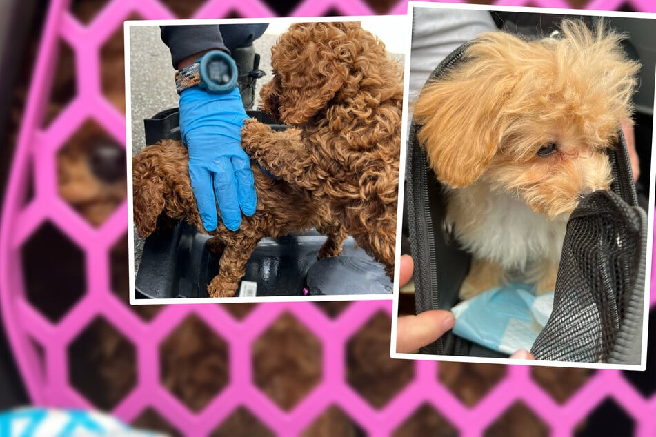 Polizei geht Hinweis nach: Sieben abgemagerte Welpen in Autos entdeckt