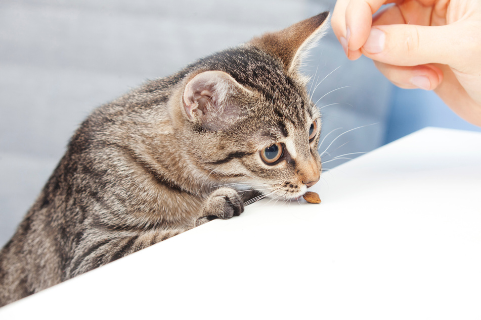 Katzen unerwünschtes Verhalten abzutrainieren, kann oft Probleme mit sich bringen.