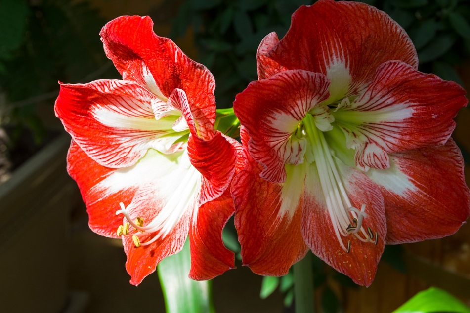 Die Blüten des Rittersterns können bis zu 20 Zentimeter im Durchmesser erreichen.