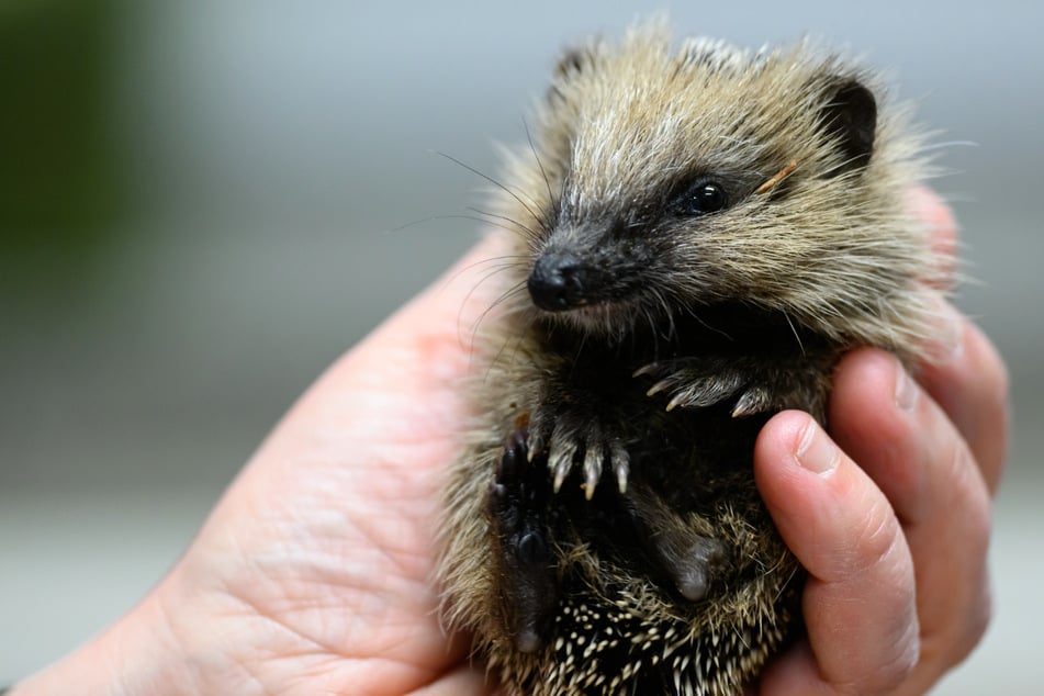 Erizo en apuros: Por qué tantos animales jóvenes son llevados actualmente a estaciones de rescate
