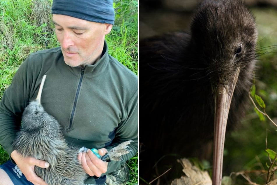 Conservationist Paul Ward and a kiwi named Pita.