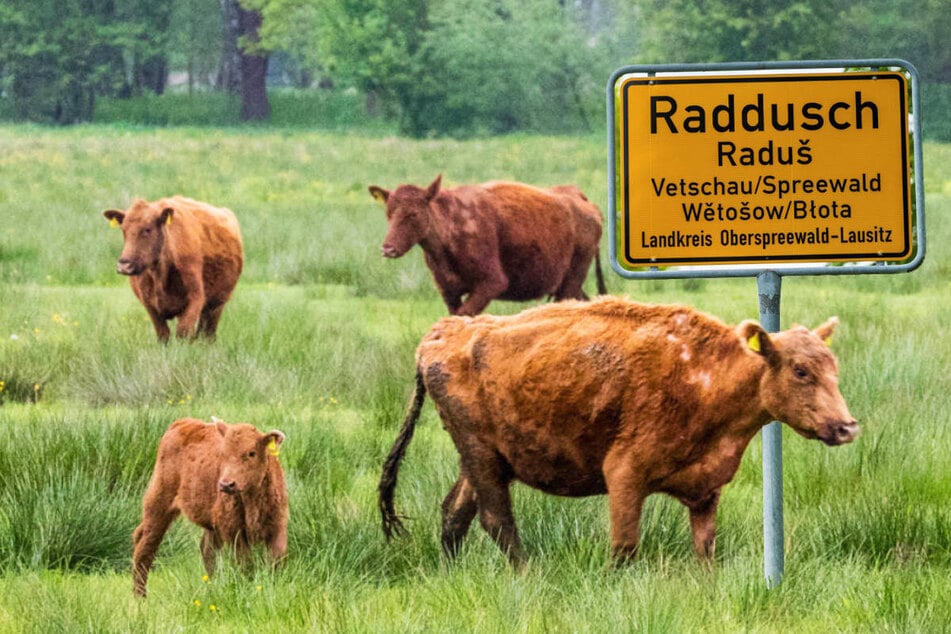 "Rinderwahnsinn" in Brandenburg: Schon mehr als 100 Tiere spurlos verschwunden
