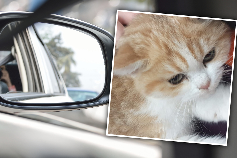 Tierquäler wirft kranke Katze aus Autofenster